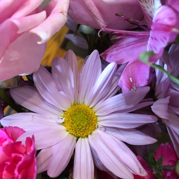 Meet your Posher, Coyliss - Picture 3 of 3